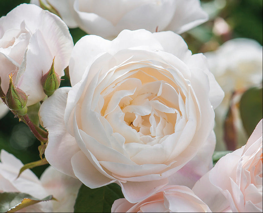 Desdemona (Auskindling) - Potted 90cm Standard Rose