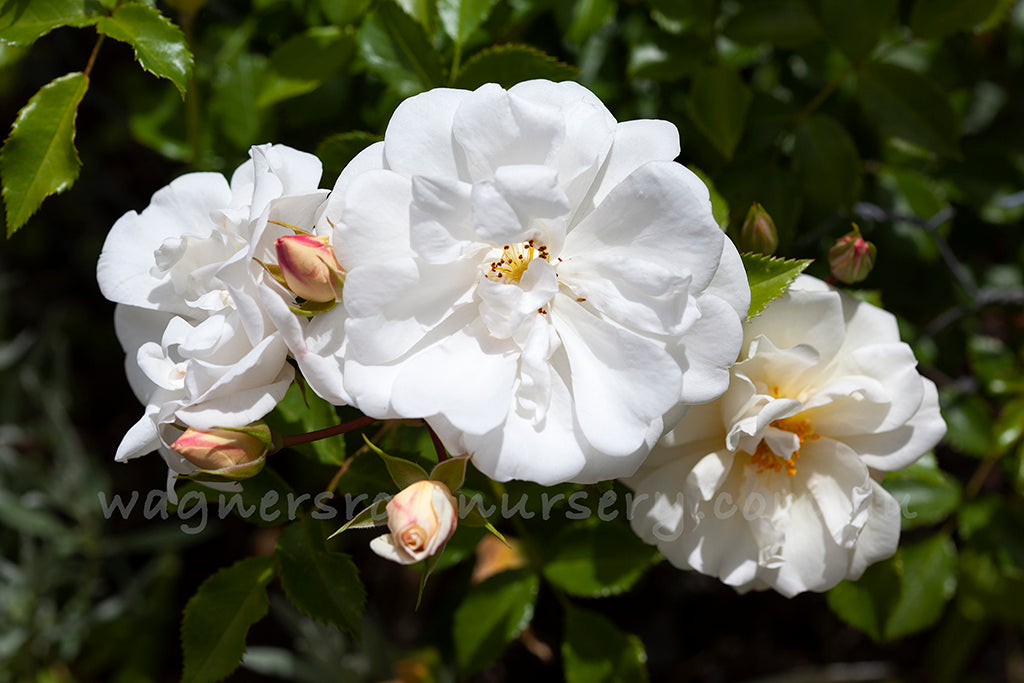 Diamant - Potted Rose