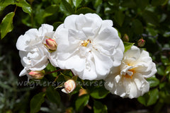 Diamant - Potted Rose