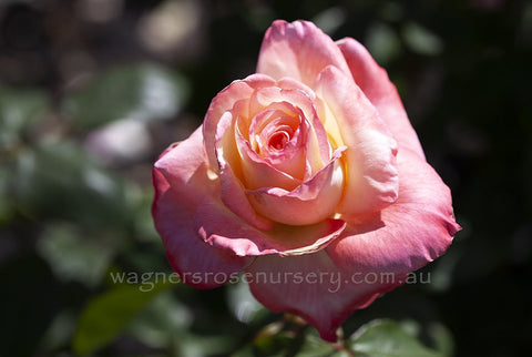 Diana Princess of Wales - Potted Rose