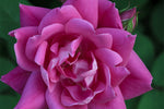 Knock Out Double Pink®