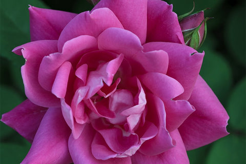 Knock Out Double Pink - Potted Rose