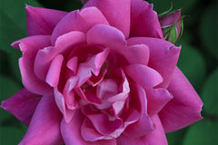 Knock Out Double Pink®