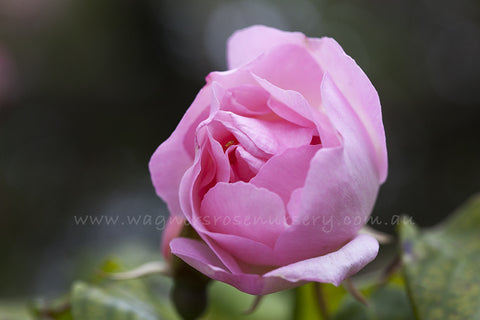 Duchesse de Brabant - Potted Rose