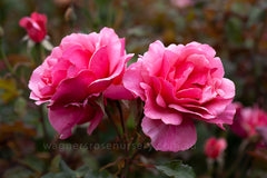 Duet - Potted Rose