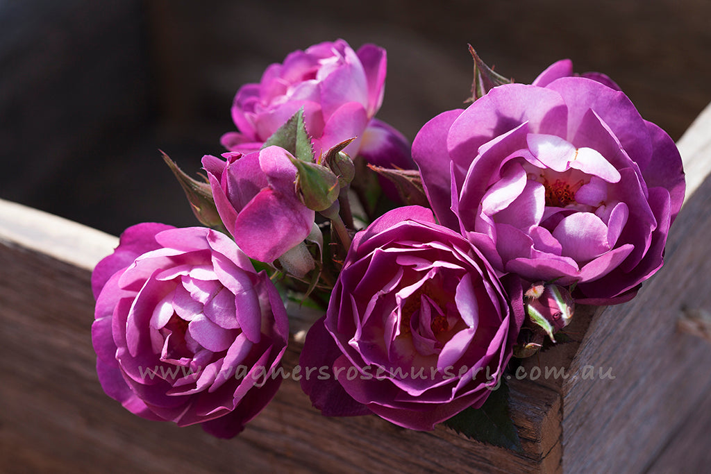 Dusky Moon - Potted Rose