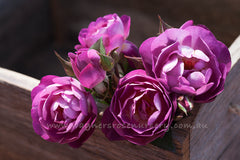 Dusky Moon - Potted Rose