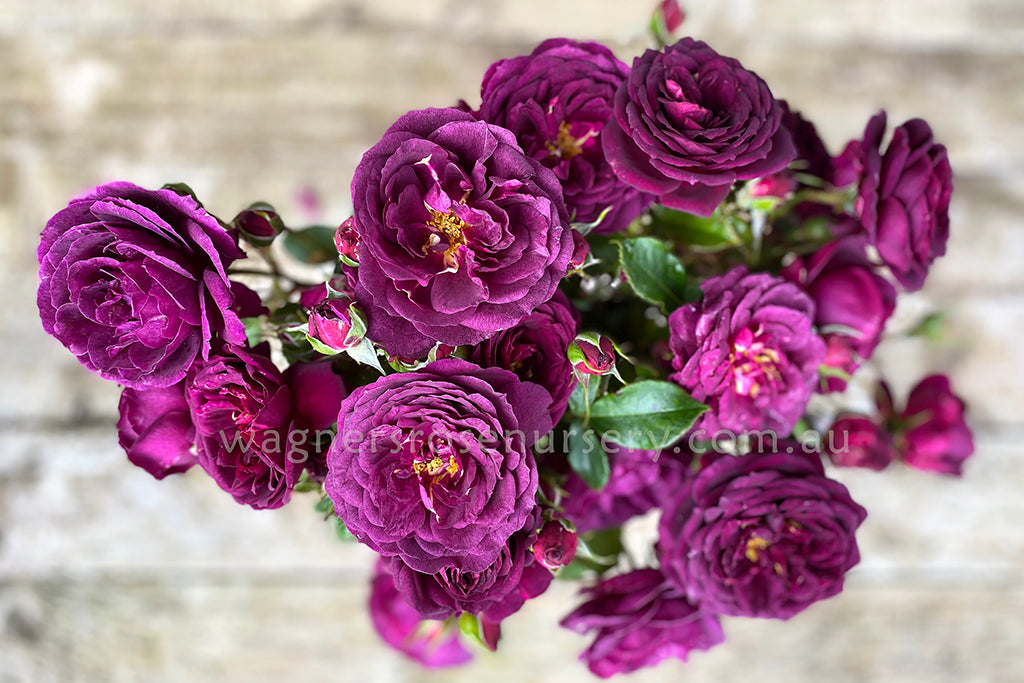 Violet Colored Roses Violet Colour Roses