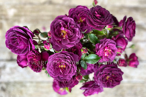 Ebb Tide - Potted Rose