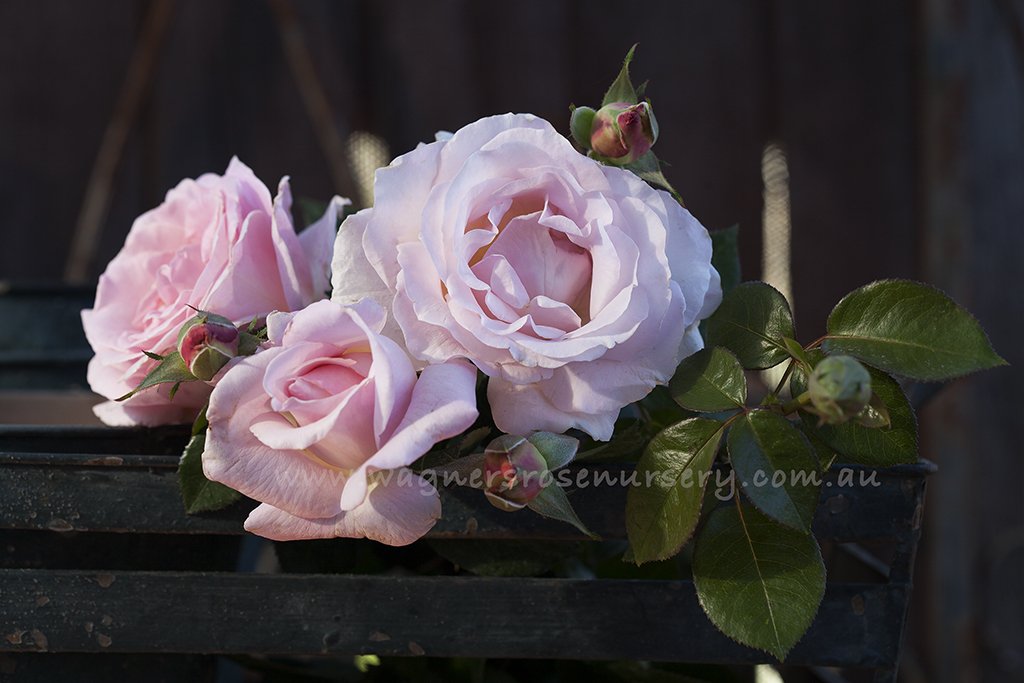 Elle - Potted Rose
