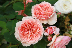 Elysium Fields - Potted Rose