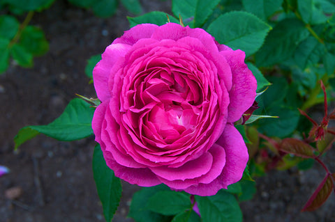 Eufemia ™ - Potted Rose