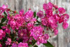 Excellenz Von Schubert - Potted Rose