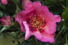Eye Shadow - Potted Rose