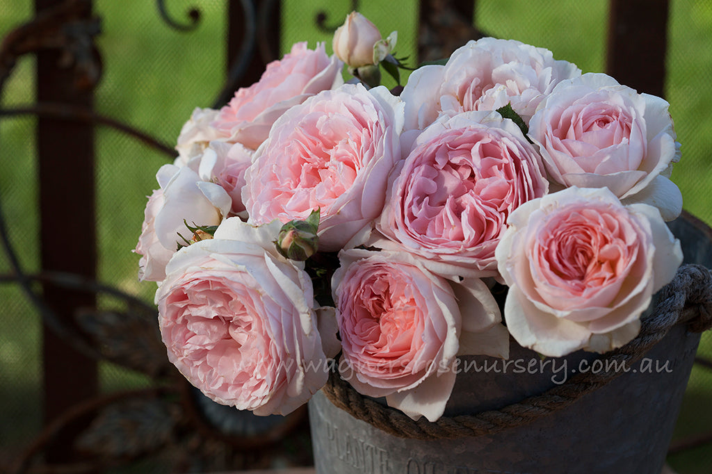 Fairytale Magic - Potted Rose