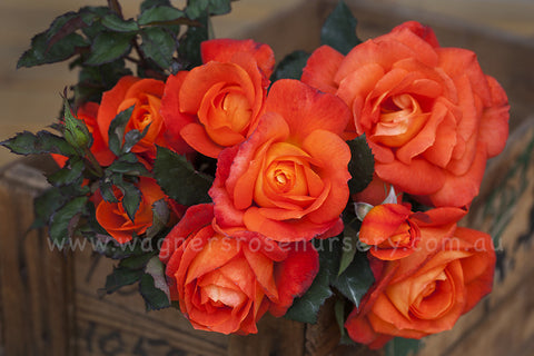 Standard - 90cm/3ft roses (bare rooted) | Wagner's Rose Nursery