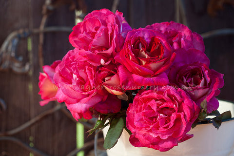 Fiona's Wish - Potted Rose