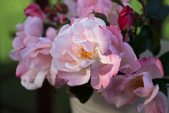 Fire Opal - Potted Rose