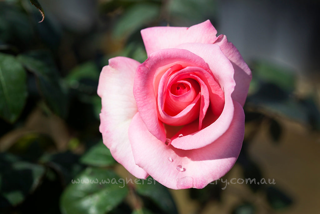 Flamingo - Potted Rose