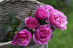Forget Me Not - Potted Rose