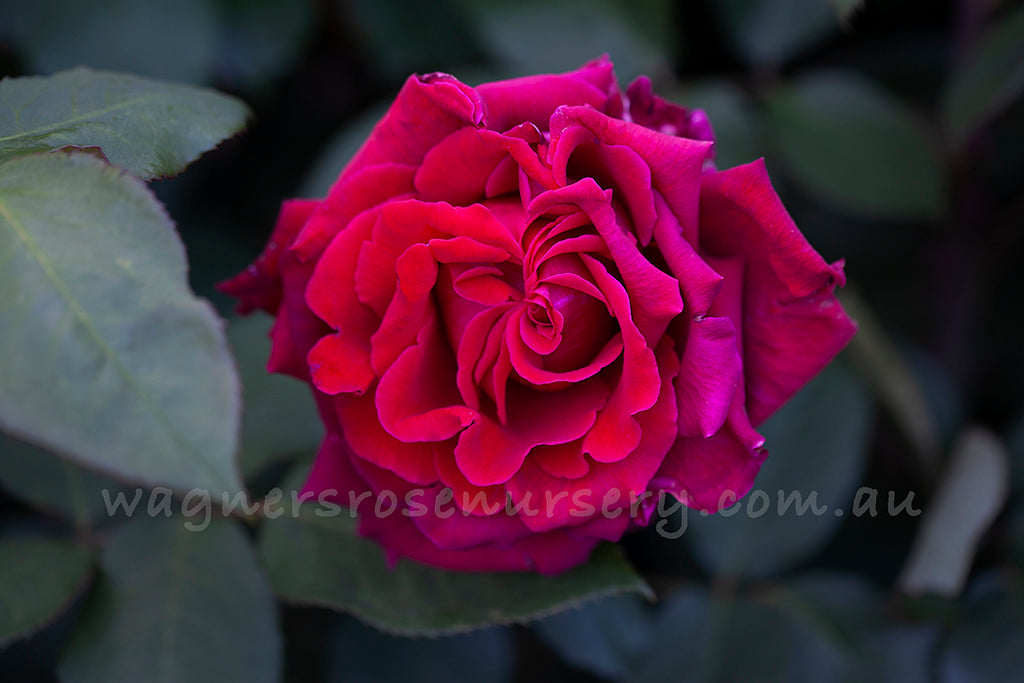 Fragrant Charm - Potted Rose