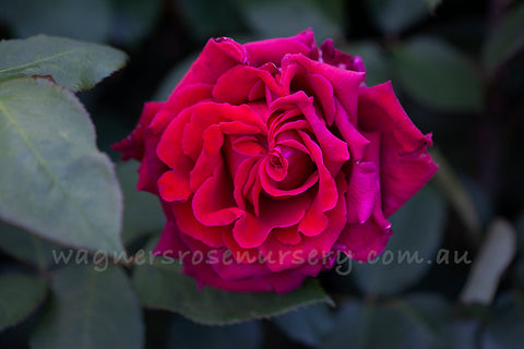 Fragrant Charm