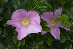 Frau Dagmar Hartopp - Potted Rose