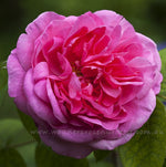 Gertrude Jekyll Clg (Ausbord)
