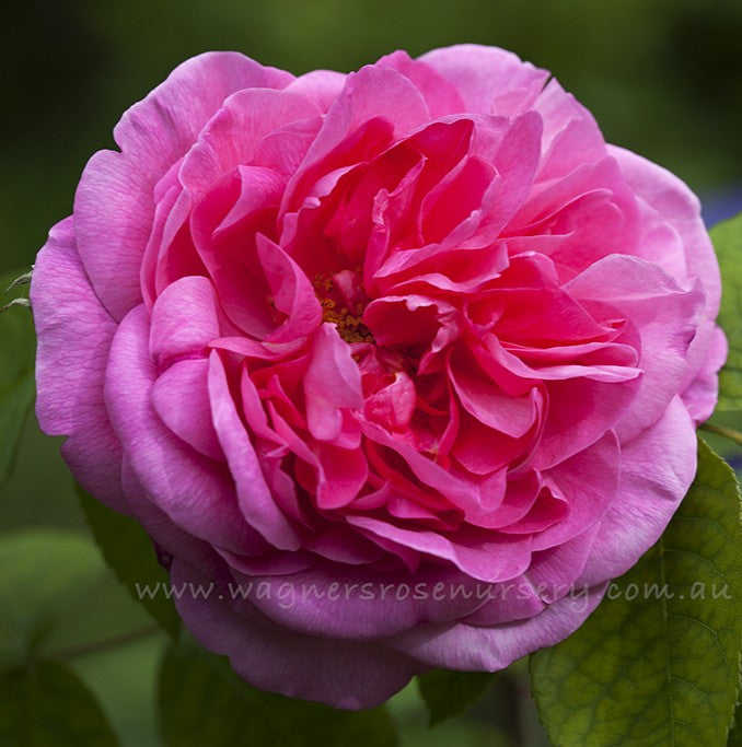 Gertrude Jekyll Clg (Ausbord)