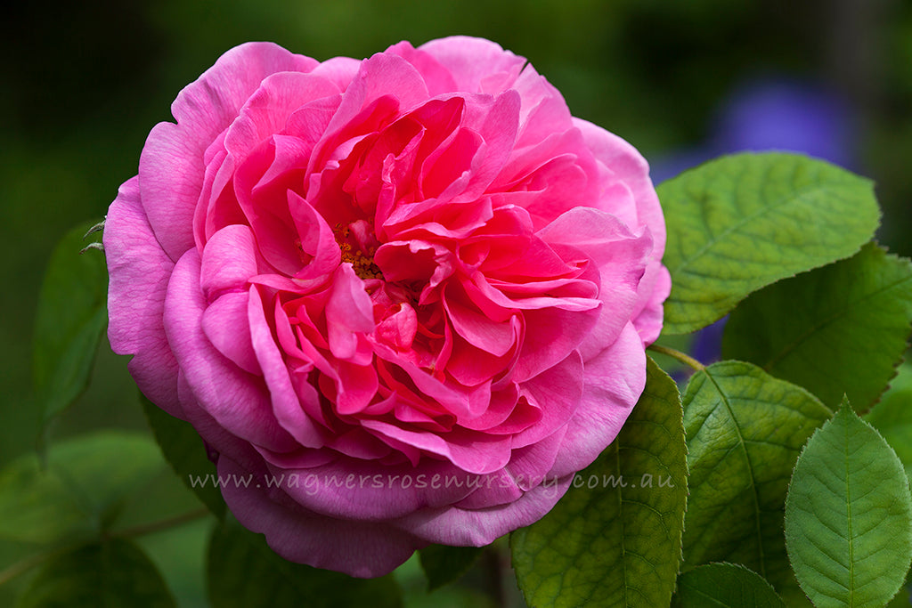 Gertrude Jekyll Clg (Ausbord) - Potted Rose