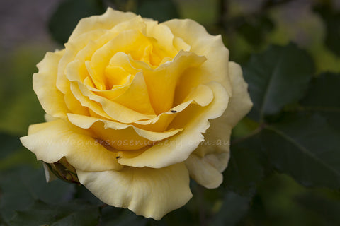 Gold Bunny - Potted Rose