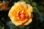 Golden Beauty