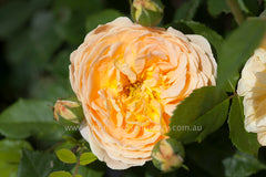 Golden Celebration (Ausgold) - Potted Rose