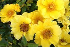 Golden Rosy Hedge - Potted Rose