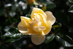 Golden Touch - Potted Rose