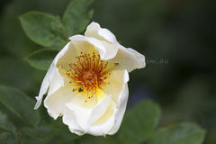 Golden Wings - Potted Rose