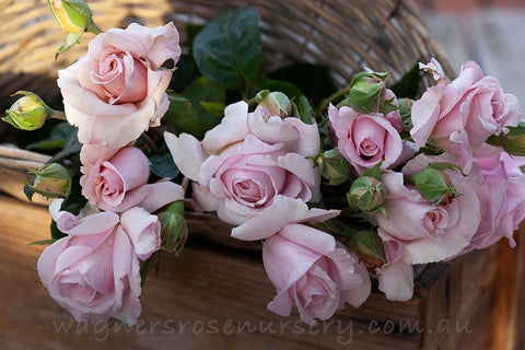 Governor Macquarie - Potted Rose