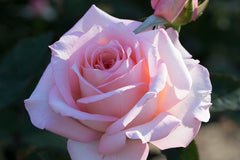 Governor Marie Bashir - Potted Rose