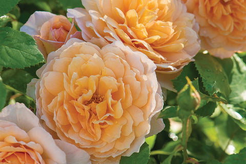 Grace® (Auskeppy) - Potted Rose
