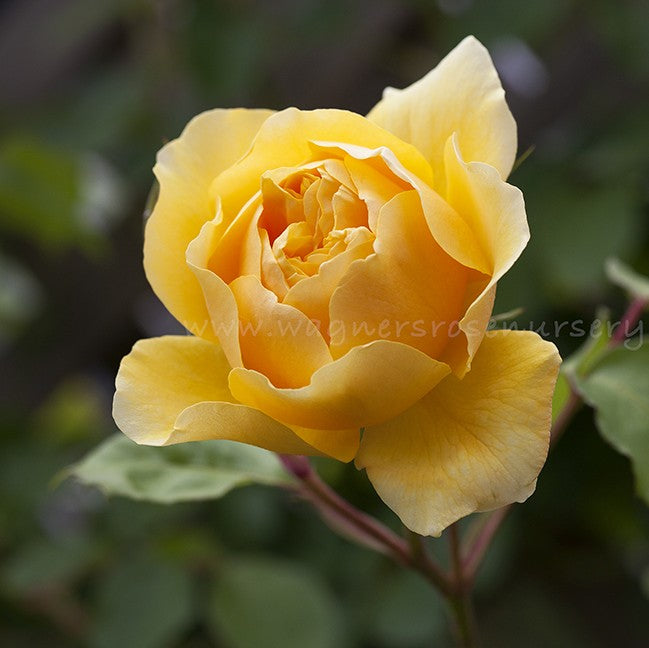 Graham Thomas (Ausmas) Clg - Potted Rose