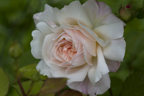 Gruss an Aachen - Potted Rose