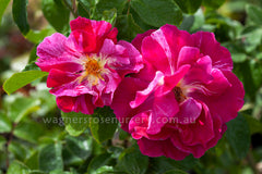 Guy Savoy Clg - Potted Rose