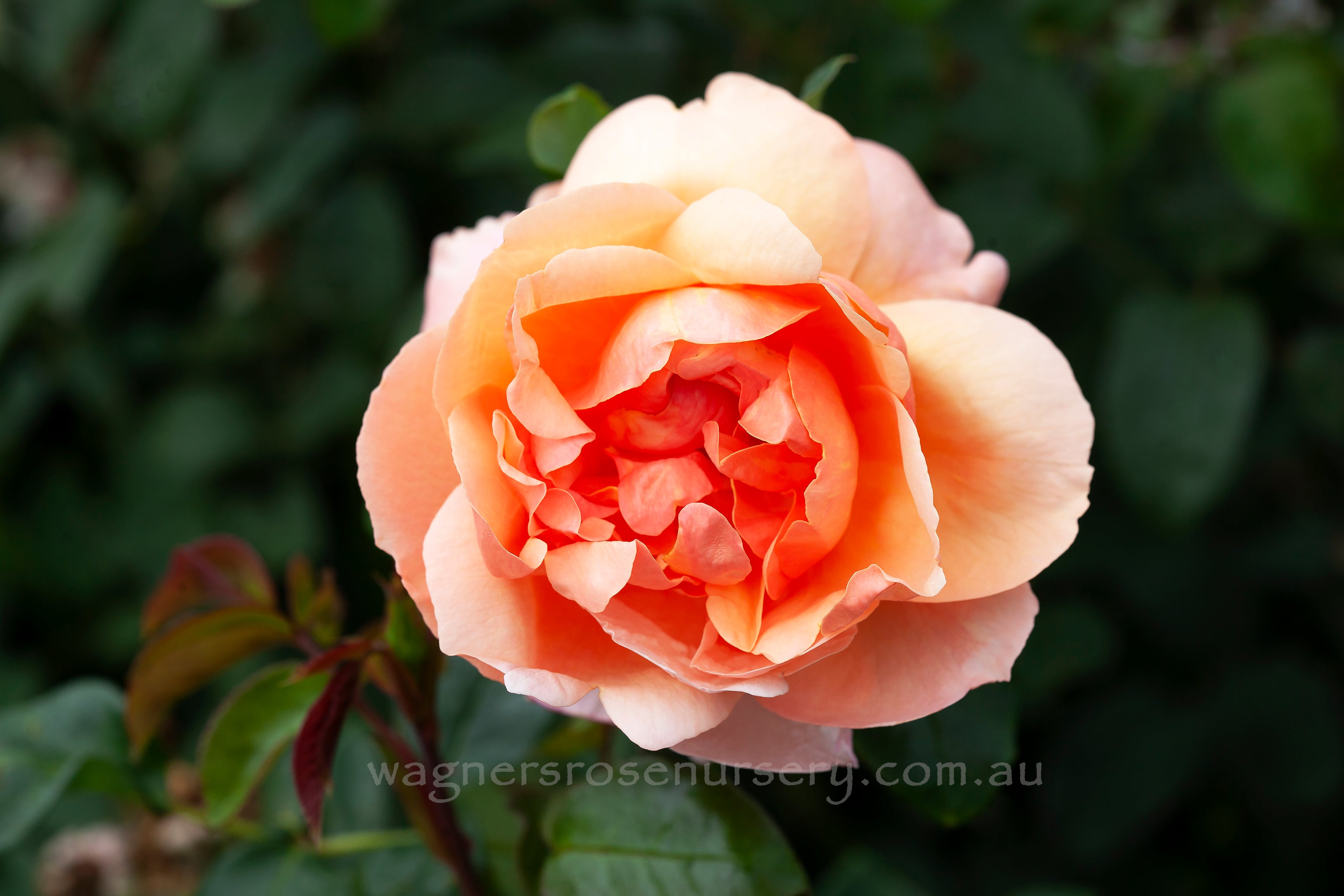 Heaven on Earth™ — Kordes® Roses