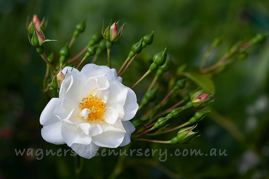 Heidesommer - Potted Rose