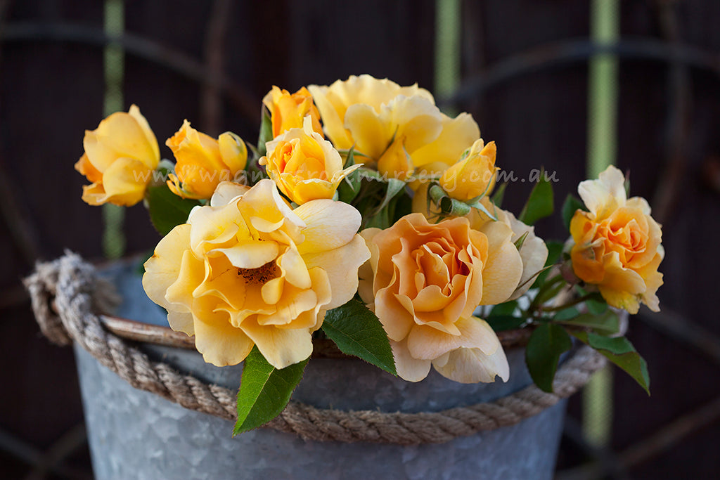 Honey Perfume Wagner's Rose Nursery