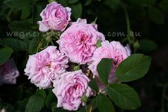 Ispahan - Potted Rose