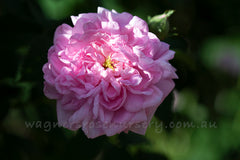 Ispahan - Potted Rose