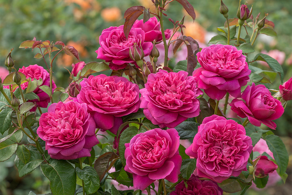 James L Austin (Auspike) - Potted Rose