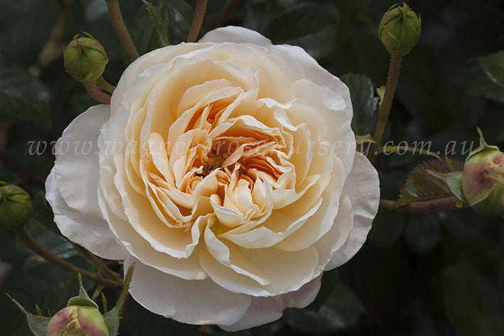 Jardins de l'Essonne - 90cm/3ft Standard