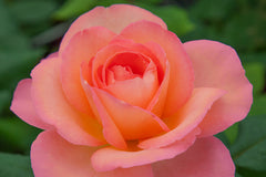 Jazz Festival™ - Potted Rose